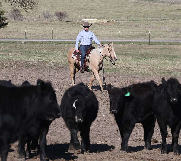 reining-quarter-horse