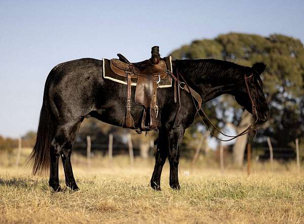 athletic-quarter-horse