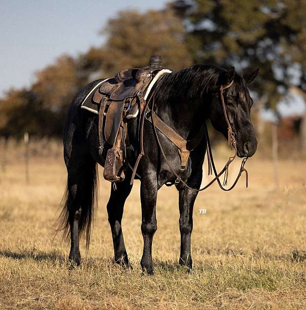 flashy-quarter-horse