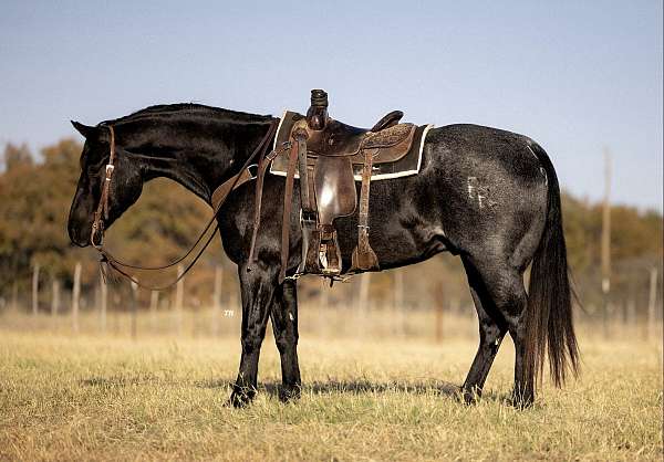 ranch-versatility-quarter-horse