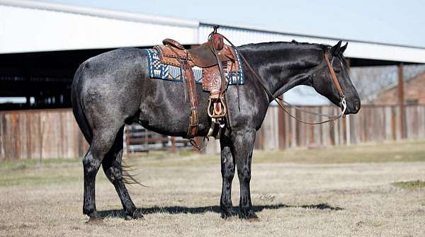 ranch-work-quarter-horse