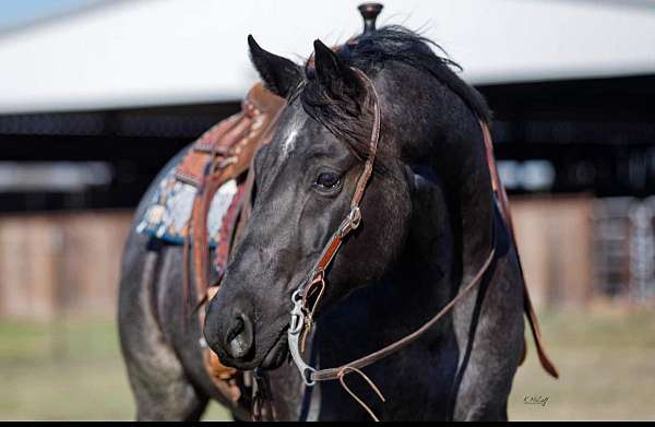 show-quarter-horse