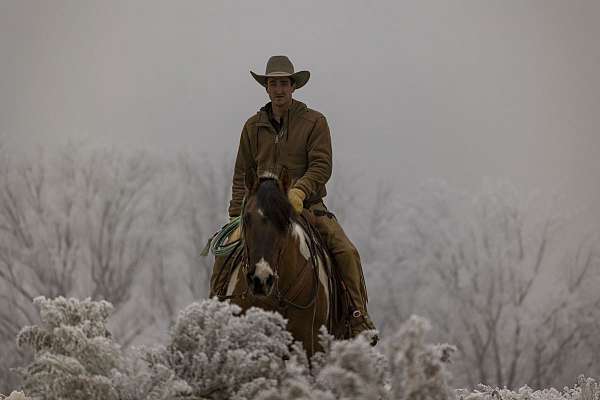 athletic-draft-horse