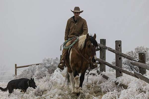 draft-horse