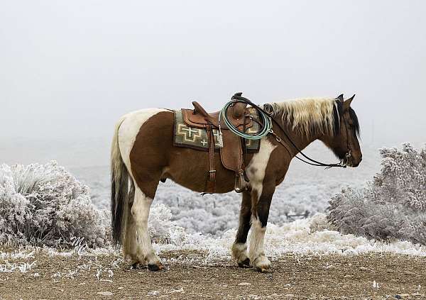 kid-safe-draft-horse