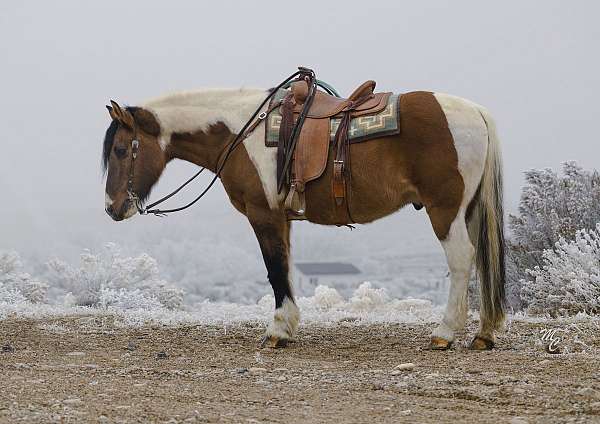 performance-draft-horse