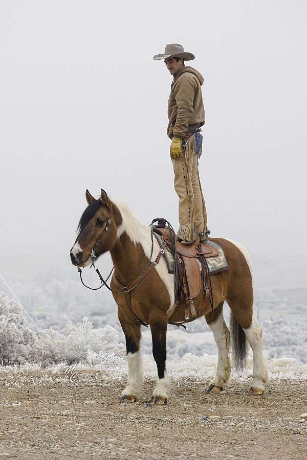 ranch-versatility-draft-horse