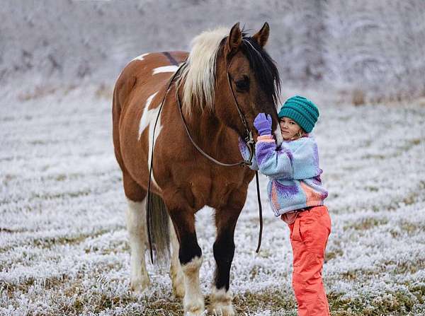 show-draft-horse