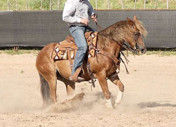 athletic-quarter-horse