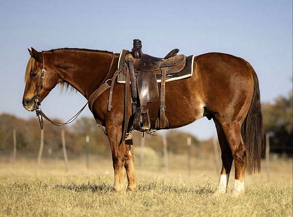 ranch-work-quarter-horse