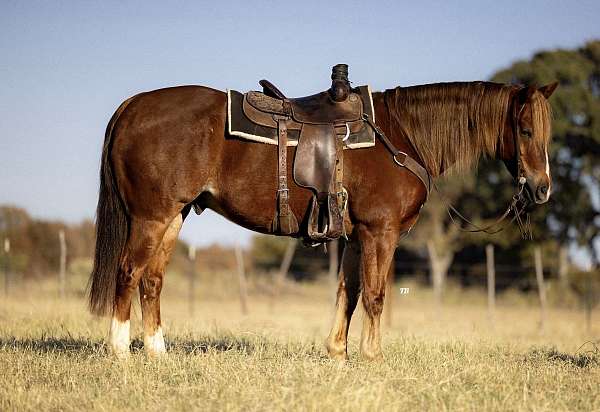 reining-quarter-horse