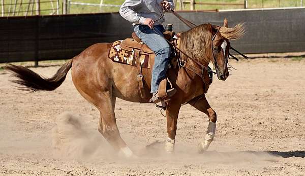 roping-quarter-horse