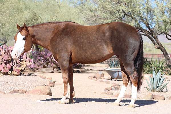 breeding-quarter-horse