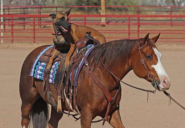 ranch-versatility-quarter-horse