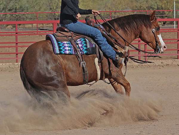 ranch-work-quarter-horse