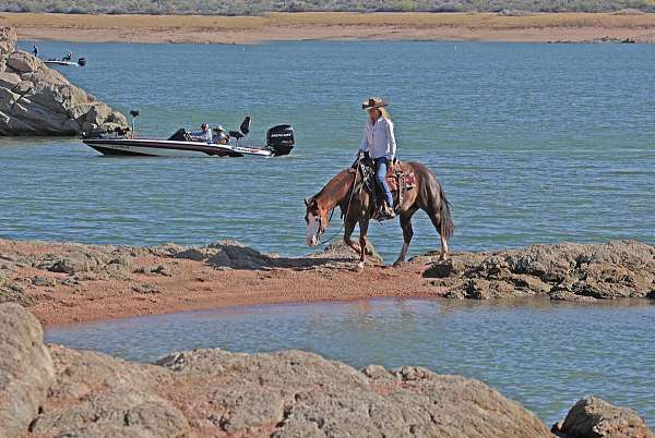 reining-quarter-horse