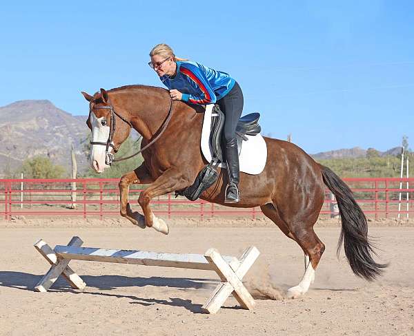 ridden-western-quarter-horse