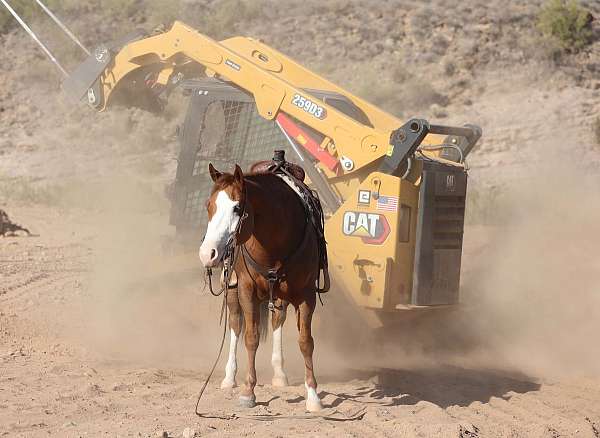 show-quarter-horse