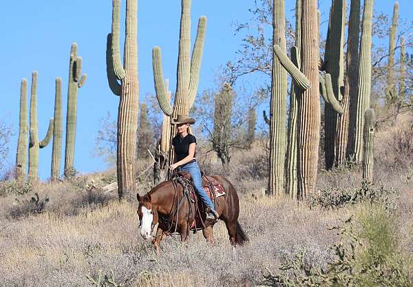 trail-riding-quarter-horse