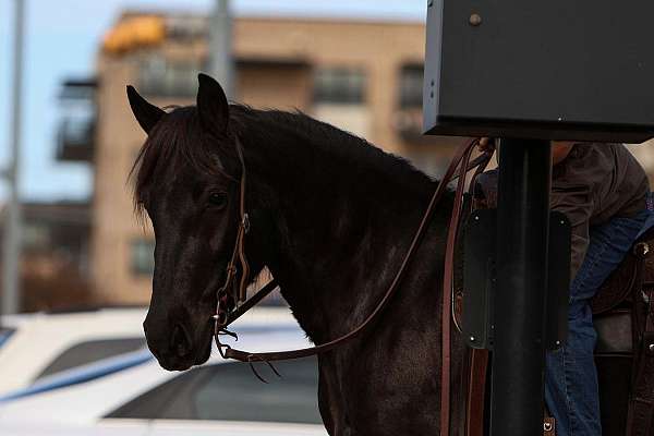 beginner-friesian-pony