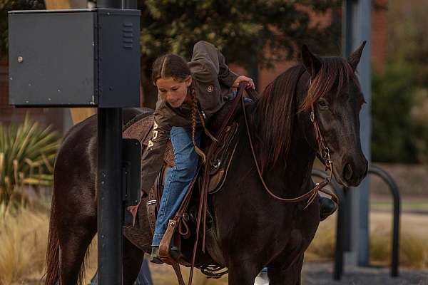 athletic-friesian-pony