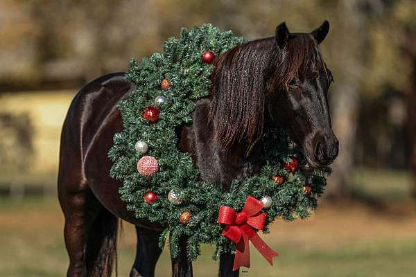 companion-friesian-pony