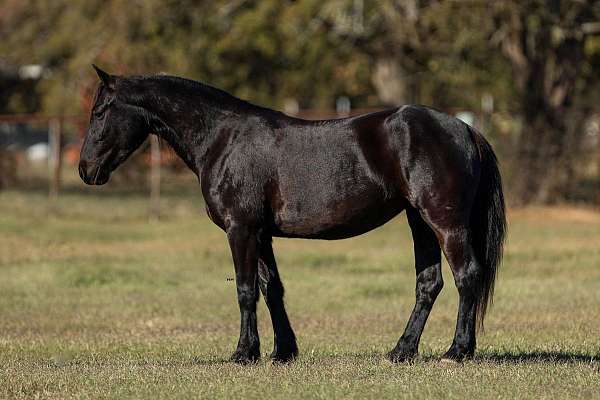 cross-friesian-pony