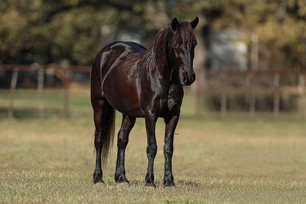 kid-safe-friesian-pony