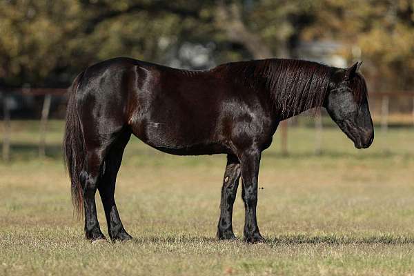 flashy-friesian-pony