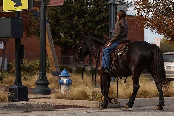 parade-friesian-pony