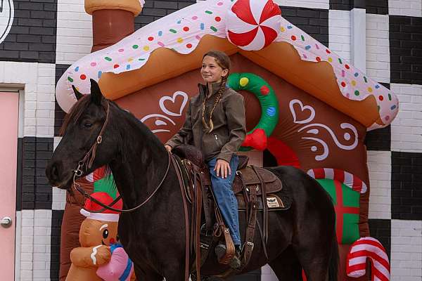 performance-friesian-pony