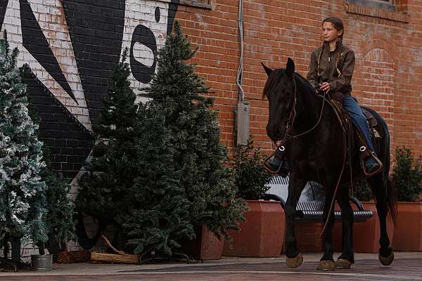 ridden-western-friesian-pony