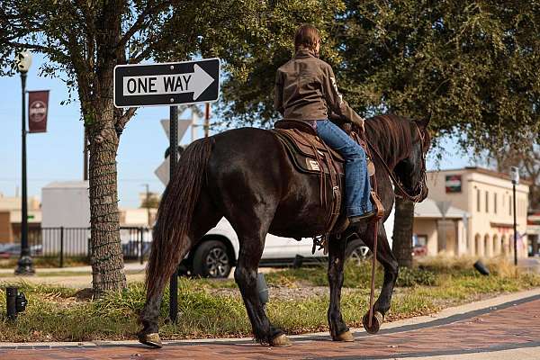 black-friesian-mare