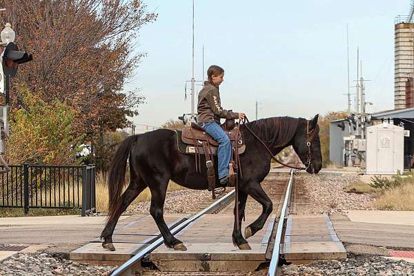 youth-friesian-pony