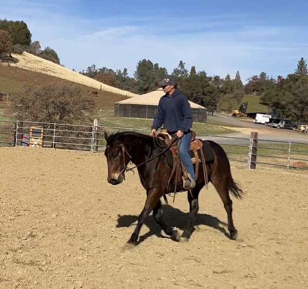 drill-team-mustang-horse