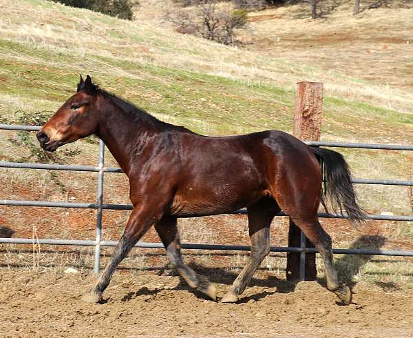 competitive-mustang-horse