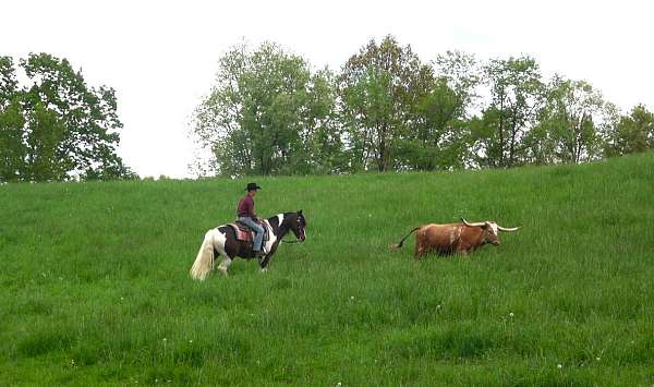 athletic-draft-horse