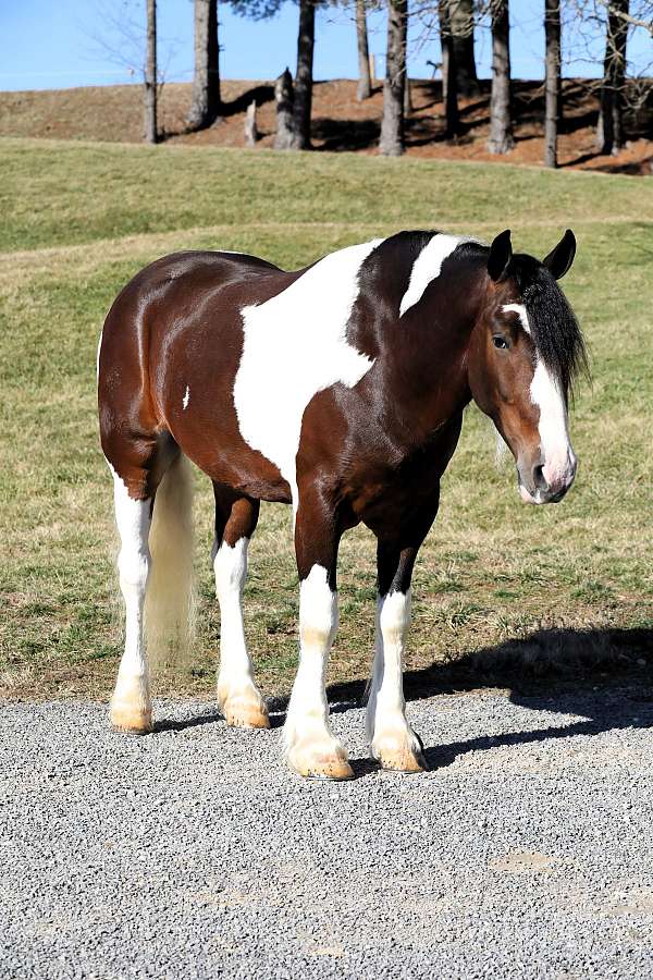 flashy-draft-horse