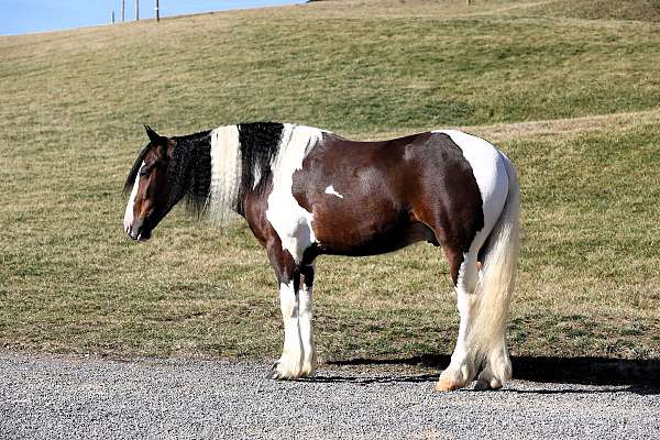 husband-safe-draft-horse