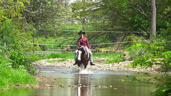 performance-draft-horse