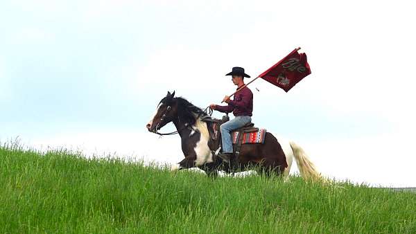 show-draft-horse