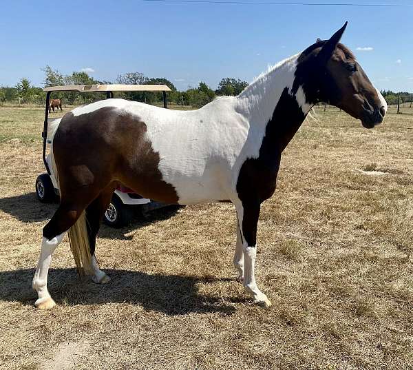 paint-gelding