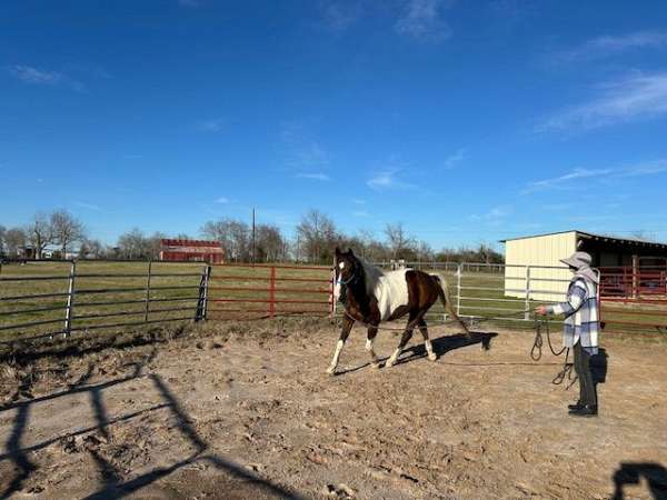 jazz-gelding