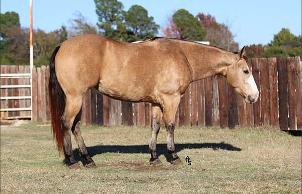 calf-roping-paint-horse