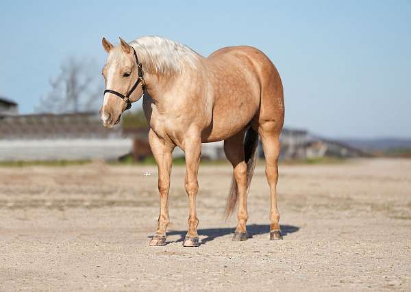 husband-safe-quarter-horse