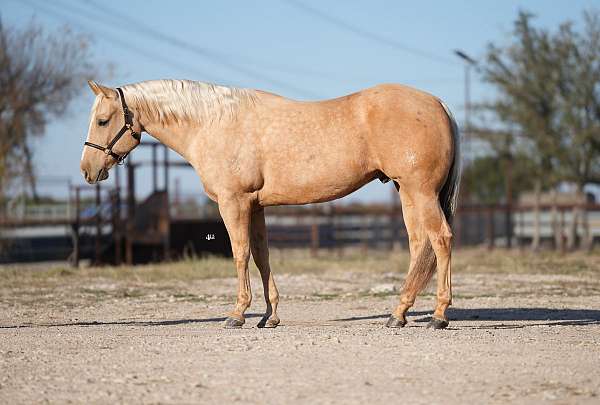 performance-quarter-horse