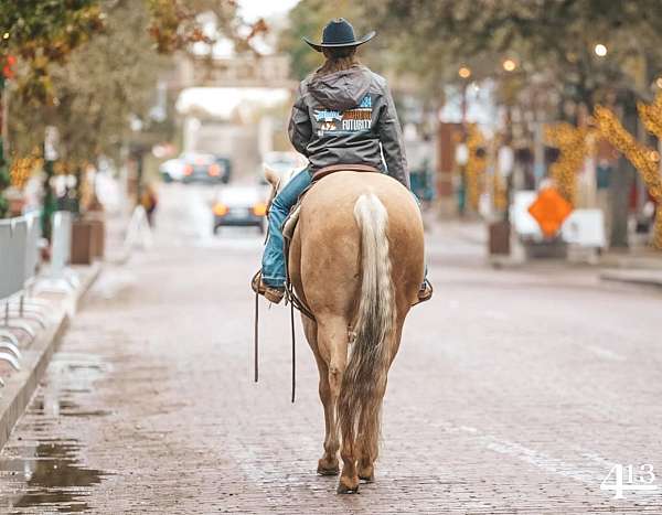 palomino-quarter-horse-gelding