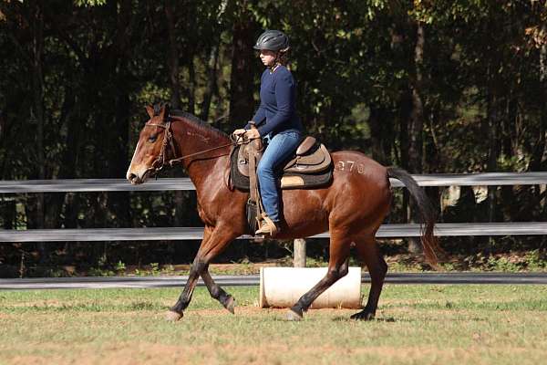 balanced-mustang-horse