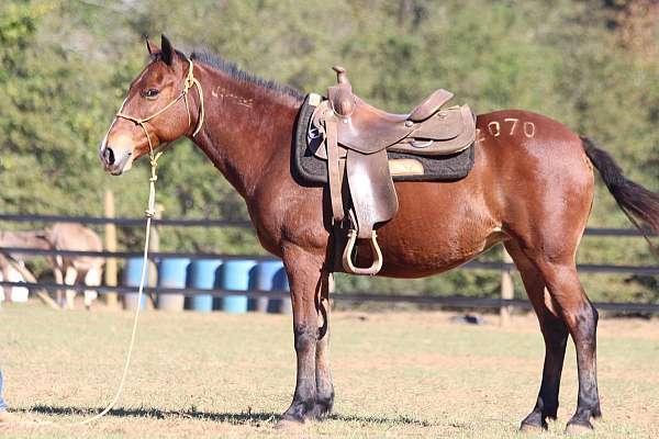 down-mustang-horse