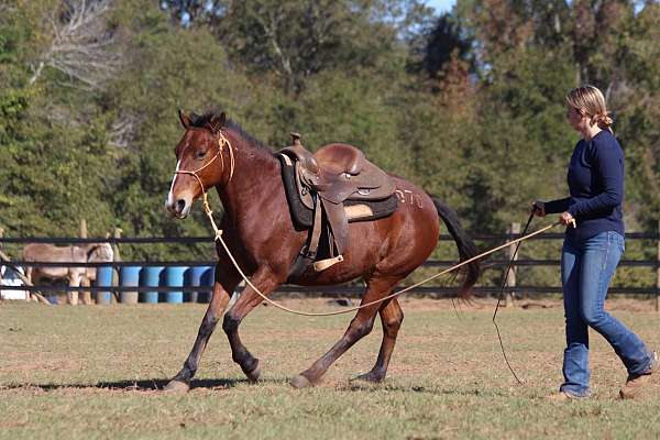 lovely-mustang-horse